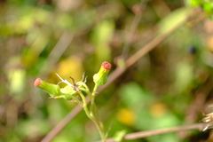 Crassocephalum crepidioides