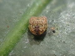 Arkys speechleyi