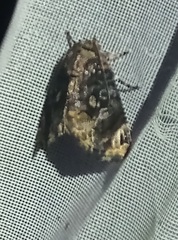 Limacodidae