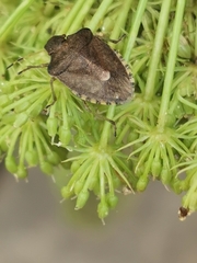 Peribalus strictus vernalis