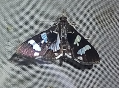 Desmia bajulalis