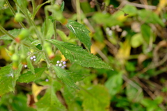 Crassocephalum crepidioides