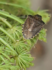 Peribalus strictus vernalis