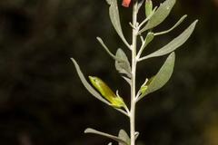 Eremophila glabra