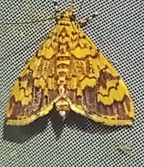 Portentomorpha xanthialis