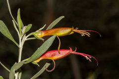 Eremophila glabra