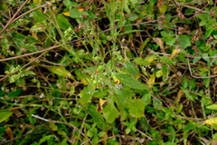 Crassocephalum crepidioides