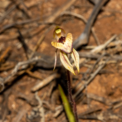 Caladenia cardiochila