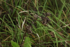 Carduus crispus
