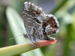 Cacyreus marshalli