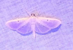 Herpetogramma bipunctalis