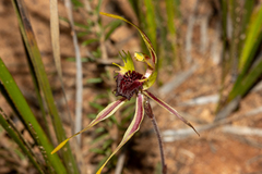 Caladenia septuosa