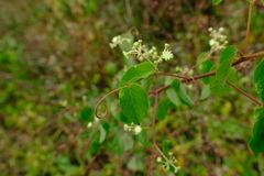Helinus integrifolius