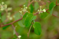 Helinus integrifolius