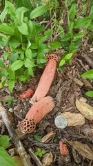 Lysurus periphragmoides