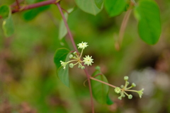 Helinus integrifolius