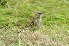 Anthus australis