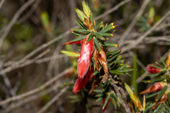 Stenanthera conostephioides