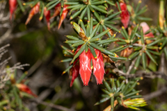 Stenanthera conostephioides