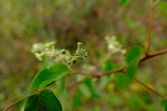 Helinus integrifolius