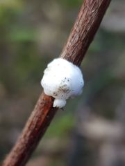Ceroplastes