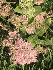 Hylotelephium spectabile