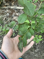 Vaccinioideae