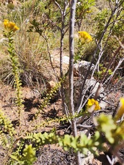 Oedera squarrosa