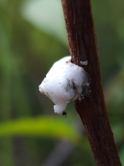 Ceroplastes
