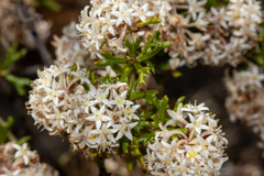 Pomaderris obcordata