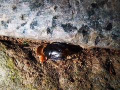 Geotomini