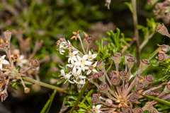 Pomaderris obcordata