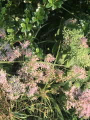 Hylotelephium spectabile