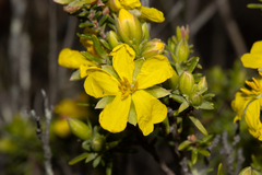 Hibbertia devitata