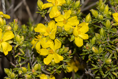 Hibbertia devitata