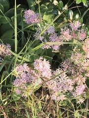 Hylotelephium spectabile