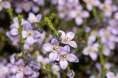 Cyanothamnus coerulescens