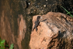 Agamidae
