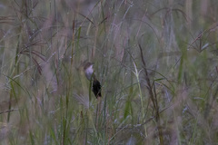 Catriscus brevirostris