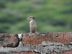 Passer domesticus