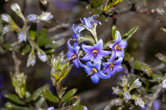 Halgania andromedifolia