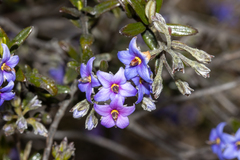Halgania andromedifolia