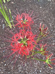 Lycoris