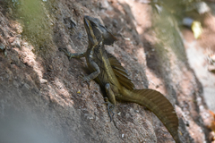 Basiliscus basiliscus