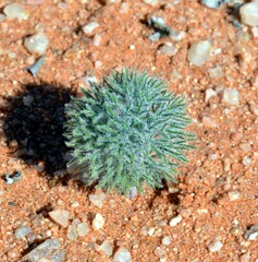 Eriospermum paradoxum