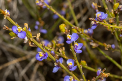Comesperma scoparium