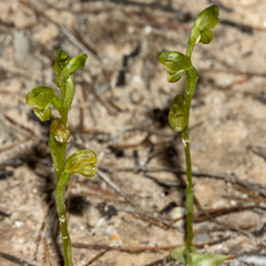 Pterostylis