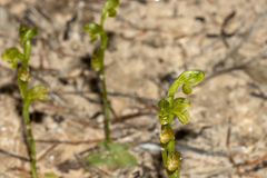 Pterostylis