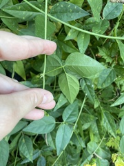Vigna luteola