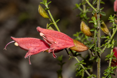 Prostanthera serpyllifolia